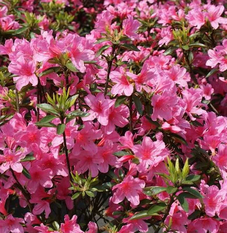 Japanische Azalee Madame Albert V. Hecke 15-20cm - Rhododendron Obtusum - Zwerg Alpenrose 3 Japanische Azalee Madame Albert V. Hecke 15-20cm - Rhododendron Obtusum - Zwerg Alpenrose