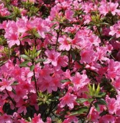 Japanische Azalee Madame Albert V. Hecke 20-25cm - Rhododendron Obtusum - Zwerg Alpenrose