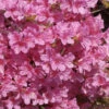 Japanische Azalee Mme Van Hecke Compact 20-25cm - Rhododendron Obtusum -Hortensies Geschaft Rhododendron obtusum Mme van Hecke Compact
