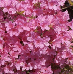 Japanische Azalee Mme Van Hecke Compact 20-25cm - Rhododendron Obtusum