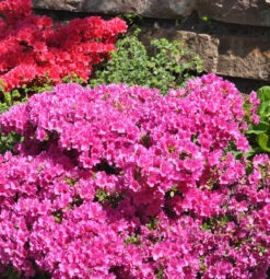 Japanische Azalee Multiflorum Rosa 20-25cm - Rhododendron Obtusum