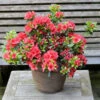 Japanische Azalee Orange Beauty 50-60cm - Rhododendron Obtusum - Zwerg Alpenrose