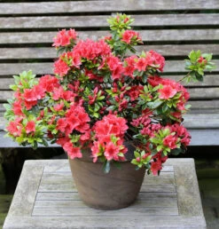 Japanische Azalee Orange Beauty 50-60cm - Rhododendron Obtusum - Zwerg Alpenrose