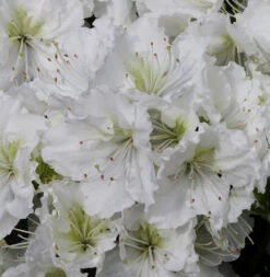 Japanische Azalee Patricia Barmold 20-25cm - Rhododendron Luteum - Zwerg Alpenrose