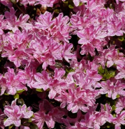 Japanische Azalee Pink Poetry 15-20cm - Rhododendron Obtusum - Zwerg Alpenrose
