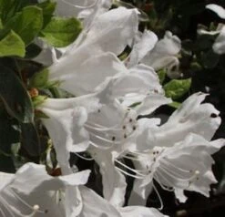 Hochstamm Japanische Azalee Pleasant White 80-100cm - Rhododendron Obtusum - Zwerg Alpenrose