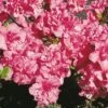 Japanische Azalee Rokoko 15-20cm - Rhododendron Obtusum - Alpenrose