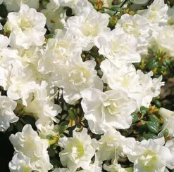 Japanische Azalee Schneeperle® 20-25cm - Rhododendron Obtusum - Zwerg Alpenrose