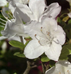 Japanische Azalee Schneesturm 25-30cm - Rhododendron Obtusum - Zwerg Alpenrose
