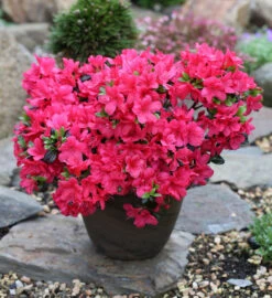 Japanische Azalee Signalglühen 25-30cm - Rhododendron Obtusum - Zwerg Alpenrose