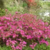 Japanische Azalee Walters Pinwheel 20-25cm - Rhododendron Obtusum - Zwerg Alpenrose 1 Japanische Azalee Walters Pinwheel 20-25cm - Rhododendron Obtusum - Zwerg Alpenrose -Hortensies Geschaft Rhododendron obtusum Walters Pinwheel