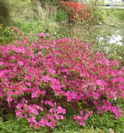 Japanische Azalee Walters Pinwheel 20-25cm - Rhododendron Obtusum - Zwerg Alpenrose