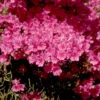 Japanische Azalee Amoena 15-20cm - Rhododendron Obtusum - Zwerg Alpenrose -Hortensies Geschaft Rhododendron obtusumAmoena