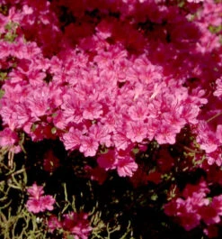 Japanische Azalee Amoena 15-20cm - Rhododendron Obtusum - Zwerg Alpenrose