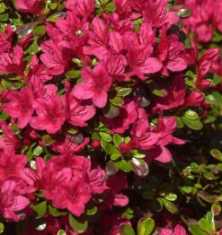 Japanische Azalee Hino Crimson 40-50cm - Rhododendron Obtusum - Zwerg Alpenrose