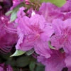 Japanische Azalee Königstein 30-40cm - Rhododendron Obtusum - Alpenrose