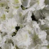 Japanische Azalee Maischnee® 15-20cm - Rhododendron Obtusum - Zwerg Alpenrose -Hortensies Geschaft Rhododendron obtusumMaischnee