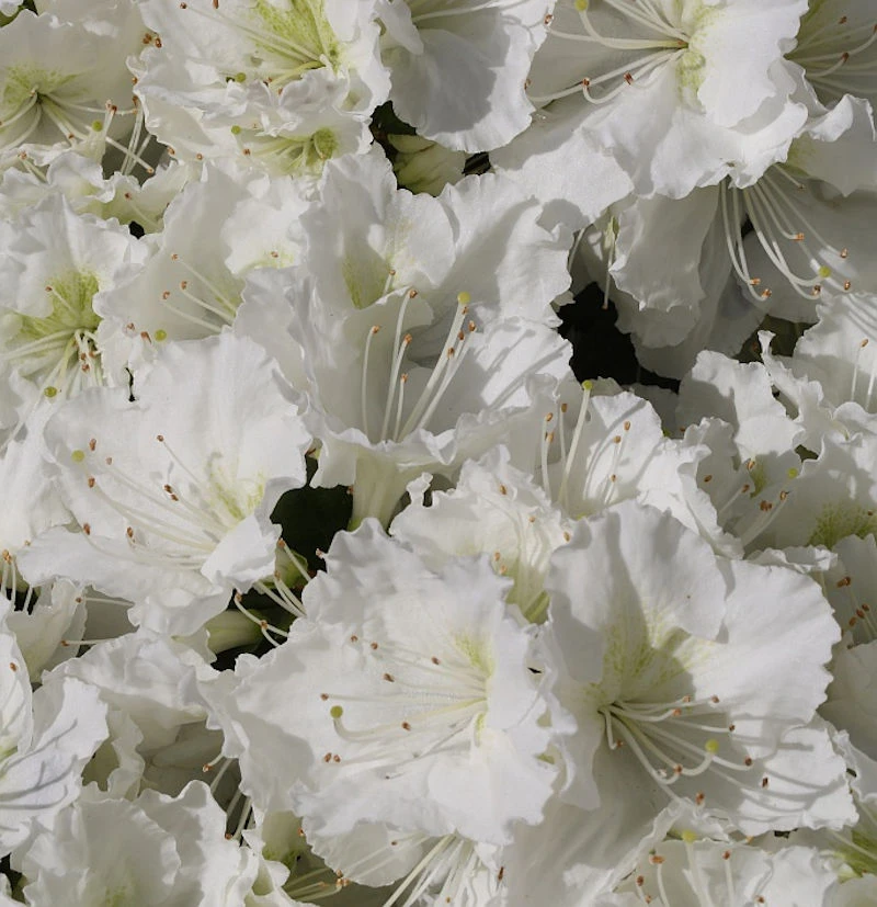 Japanische Azalee Maischnee® 15-20cm - Rhododendron Obtusum - Zwerg Alpenrose 3 Japanische Azalee Maischnee® 15-20cm - Rhododendron Obtusum - Zwerg Alpenrose