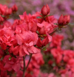 Japanische Azalee Maraschino 25-30cm - Rhododendron Obtusum