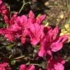 Japanische Azalee Maruschka® 20-25cm - Rhododendron Obtusum - Zwerg Alpenrose -Hortensies Geschaft Rhododendron obtusumMaruschka 1
