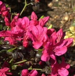 Japanische Azalee Maruschka® 20-25cm - Rhododendron Obtusum - Zwerg Alpenrose