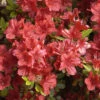 Japanische Azalee Rotstein 15-20cm - Rhododendron Obtusum - Zwerg Alpenrose