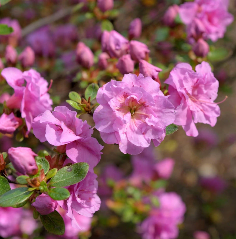 Japanische Azalee Thekla 20-25cm - Rhododendron Obtusum - Zwerg Alpenrose 3 Japanische Azalee Thekla 20-25cm - Rhododendron Obtusum - Zwerg Alpenrose