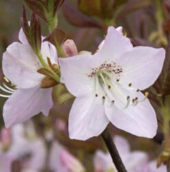 Koreanische Azalee 30-40cm- Rhododendron Schlippenbachii