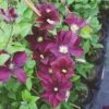 Waldrebe Warszawska Nike 60-80cm - Clematis -Hortensies Geschaft Waldrebe Warszawska Nike 1