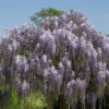 Blauregen Aunt Dee 60-80cm - Wisteria Floribunda 2 Blauregen Aunt Dee 60-80cm - Wisteria Floribunda -Hortensies Geschaft Wisteria floribunda Aunt Dee