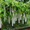 Weißer Blauregen Longissima 40-60cm - Wisteria Floribunda