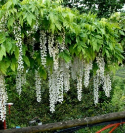 Weißer Blauregen Longissima 40-60cm - Wisteria Floribunda