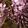 Blauregen Rosea 40-60cm - Wisteria Floribunda -Hortensies Geschaft Wisteria floribunda Rosea BLW050575