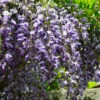 Blauregen 60-80cm - Wisteria Floribunda -Hortensies Geschaft Wisteria floribunda 1 1 1