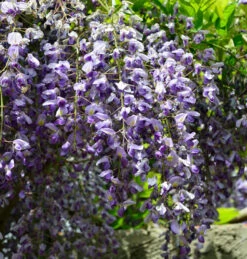 Blauregen 60-80cm - Wisteria Floribunda