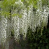 Weißer Chinesischer Blauregen 40-60cm - Wisteria Sinensis -Hortensies Geschaft Wisteria sinensis alba 1