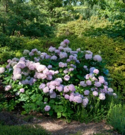 Hortensie Cloudi 40-60cm - Hydrangea Serrata
