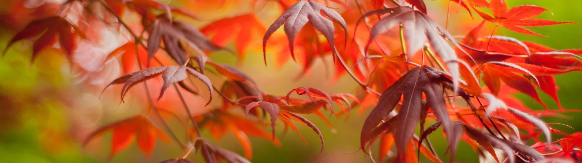 Hortensies Geschaft -Hortensies Geschaft 760 til lister 1920 × 540px 12