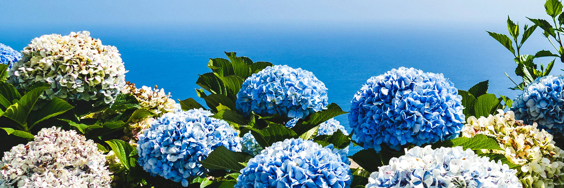 Hortensies Geschaft -Hortensies Geschaft Banner Hydrangea Teller Blue