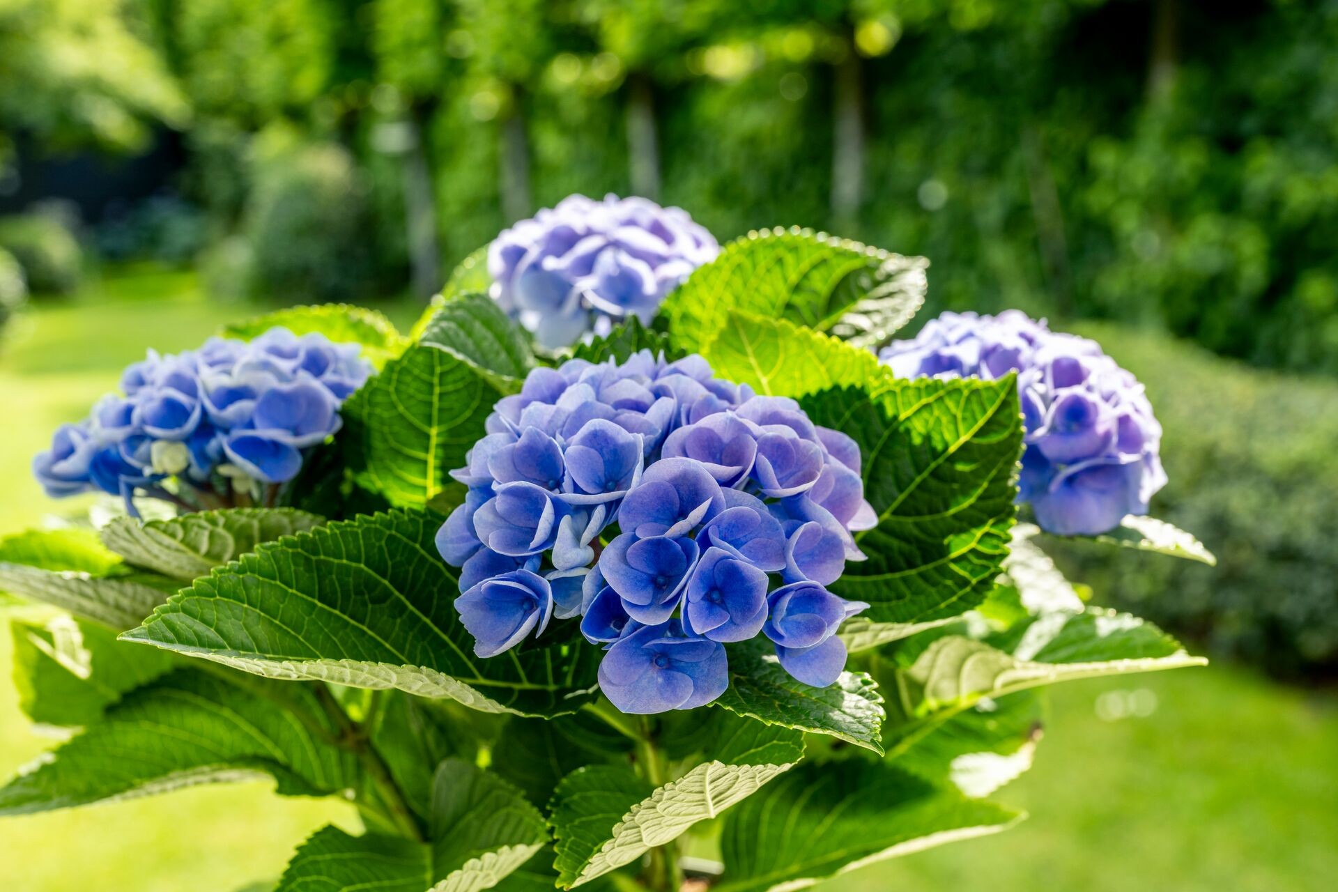 Hortensies Geschaft -Hortensies Geschaft Large DCM Hortensia Aluin 1669 NA