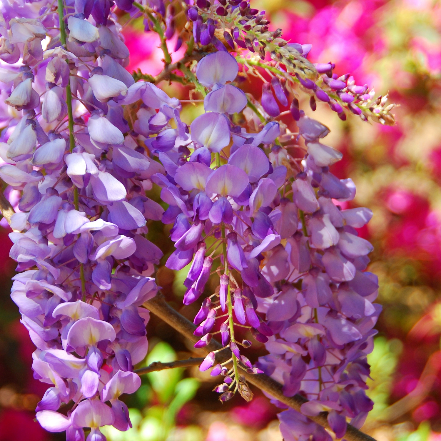 Hortensies Geschaft -Hortensies Geschaft japanischer blauregen wisteria floribunda rosea bluete rosa 4000000000002369